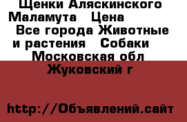 Щенки Аляскинского Маламута › Цена ­ 10 000 - Все города Животные и растения » Собаки   . Московская обл.,Жуковский г.